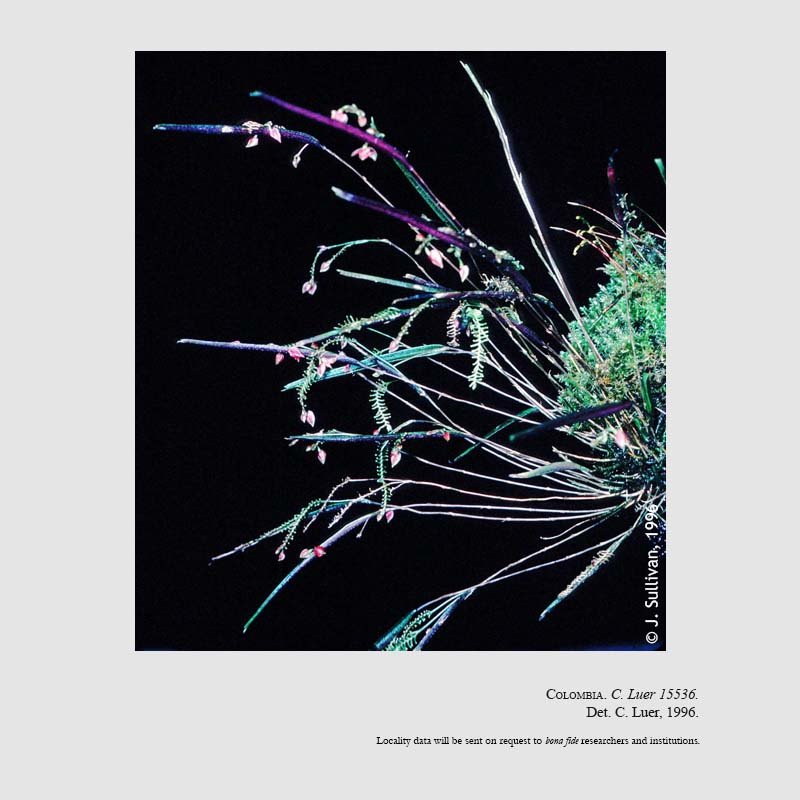 Lepanthes aciculifolia