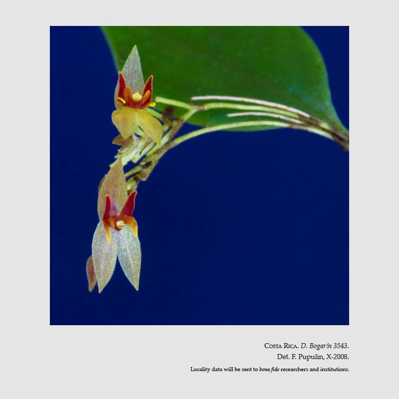 Lepanthes acoridilabia 