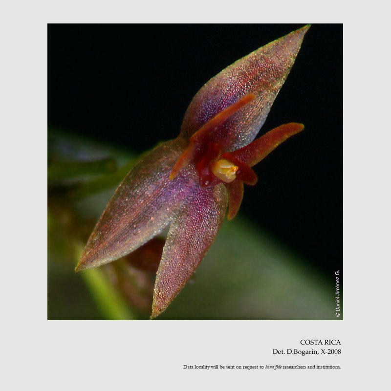 Lepanthes acoridilabia 