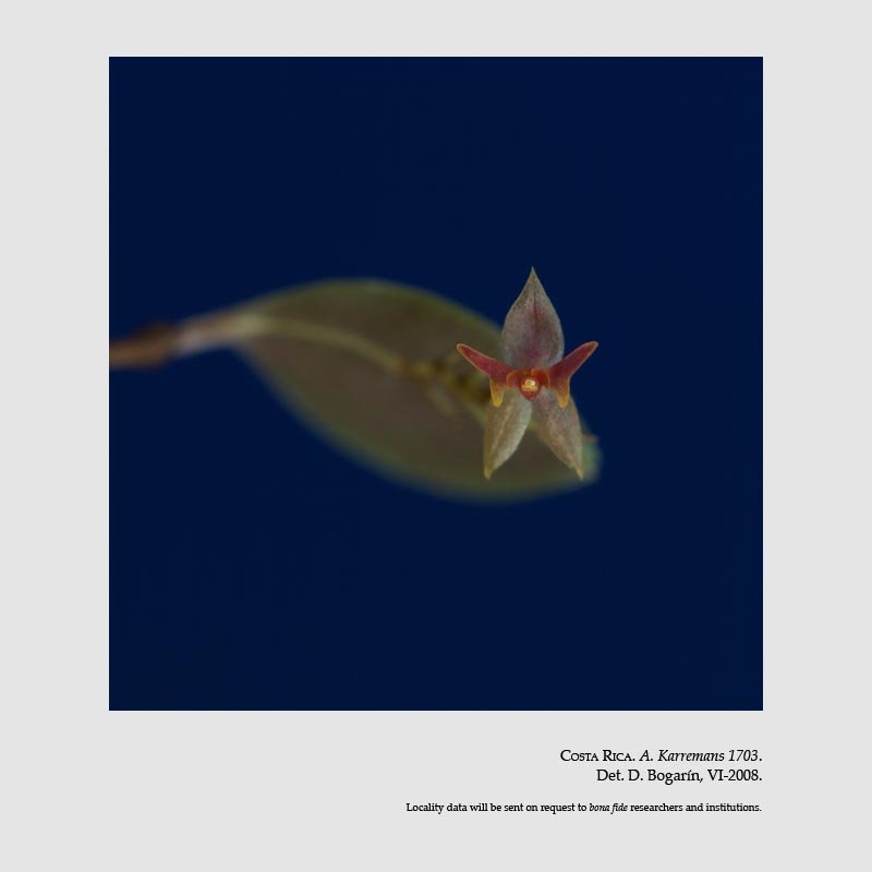 Lepanthes acoridilabia 