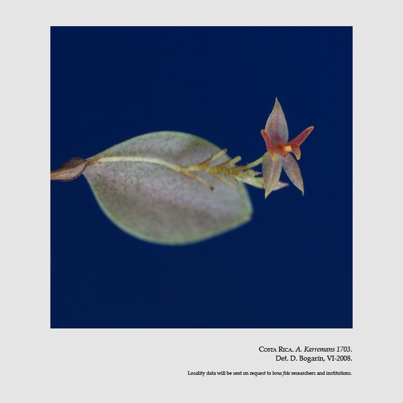 Lepanthes acoridilabia 