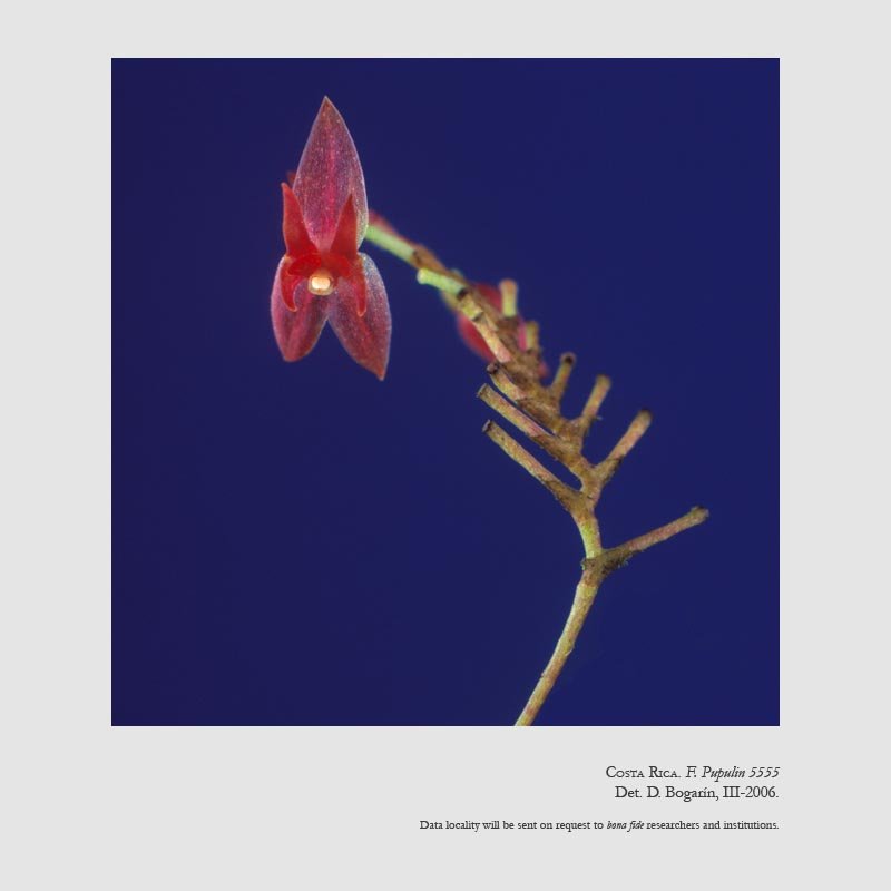 Lepanthes acoridilabia 