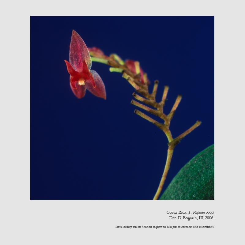 Lepanthes acoridilabia 