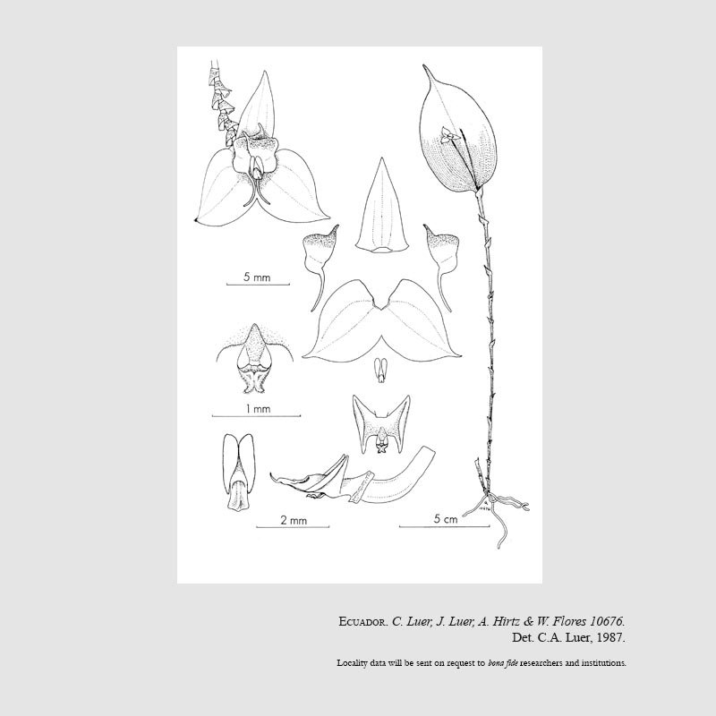 Lepanthes actias-luna