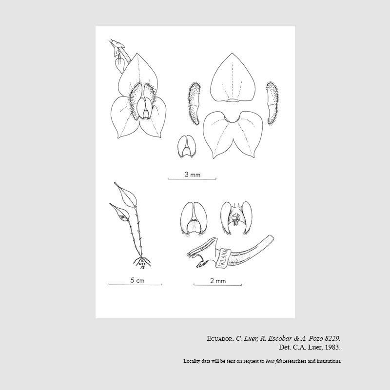 Lepanthes allector