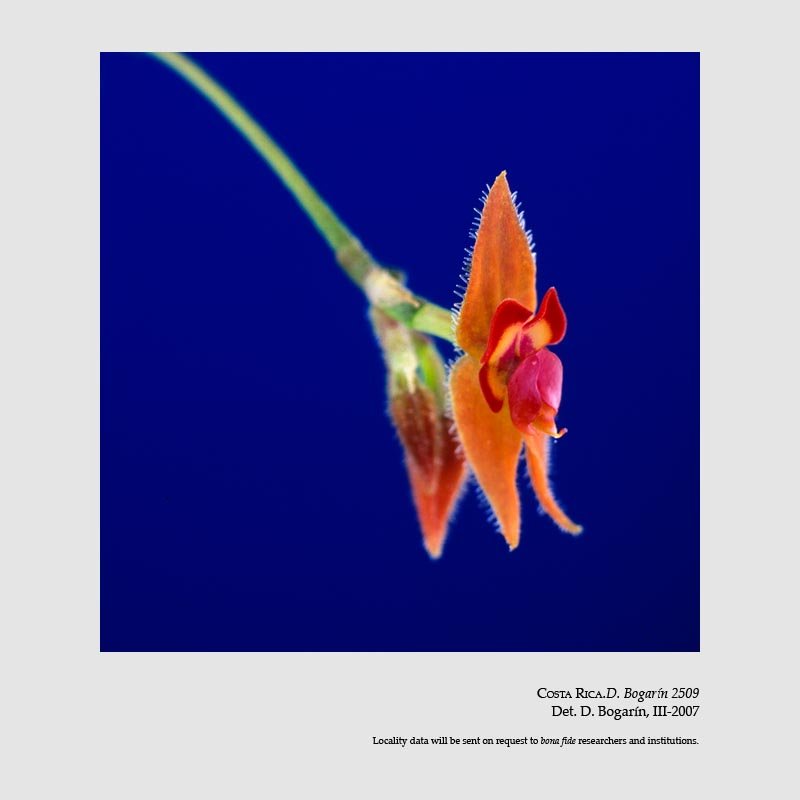 Lepanthes amplectens