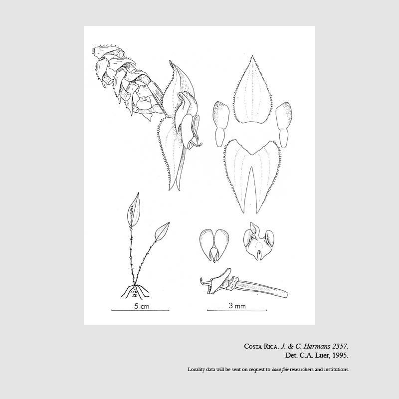 Lepanthes amplectens