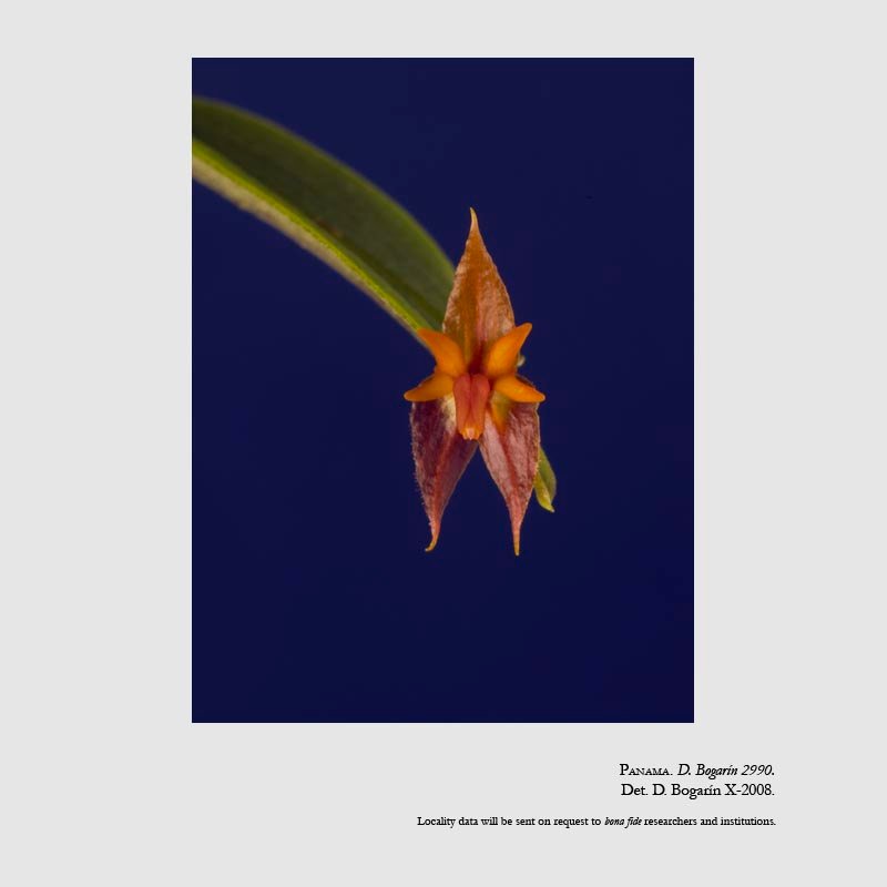 Lepanthes antilocapra