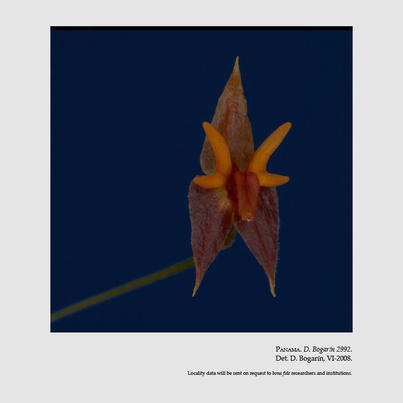 Lepanthes antilocapra