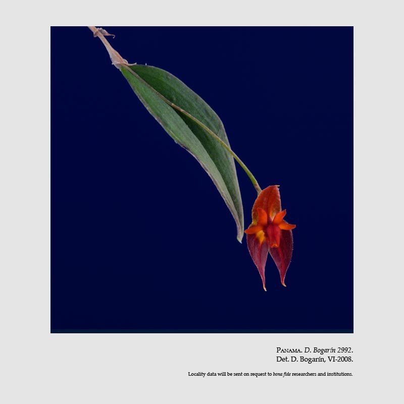 Lepanthes antilocapra