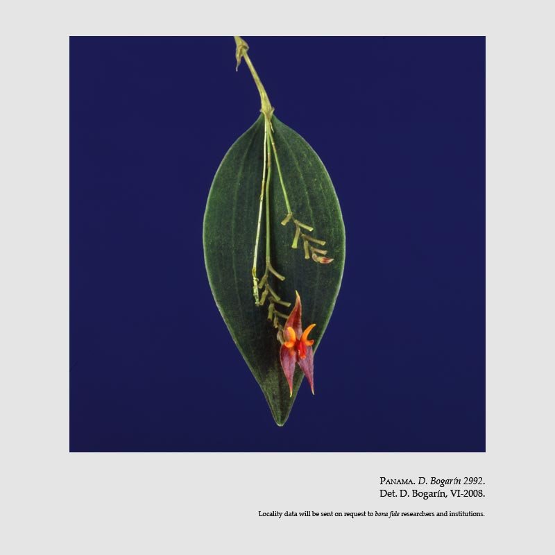 Lepanthes antilocapra