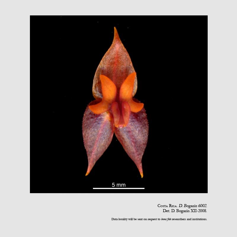 Lepanthes antilocapra