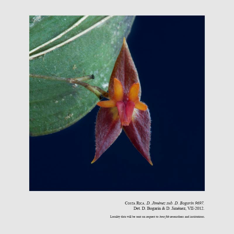 Lepanthes antilocapra