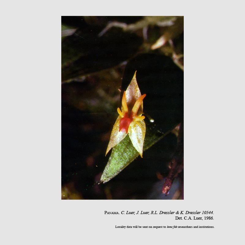 Lepanthes antilocapra