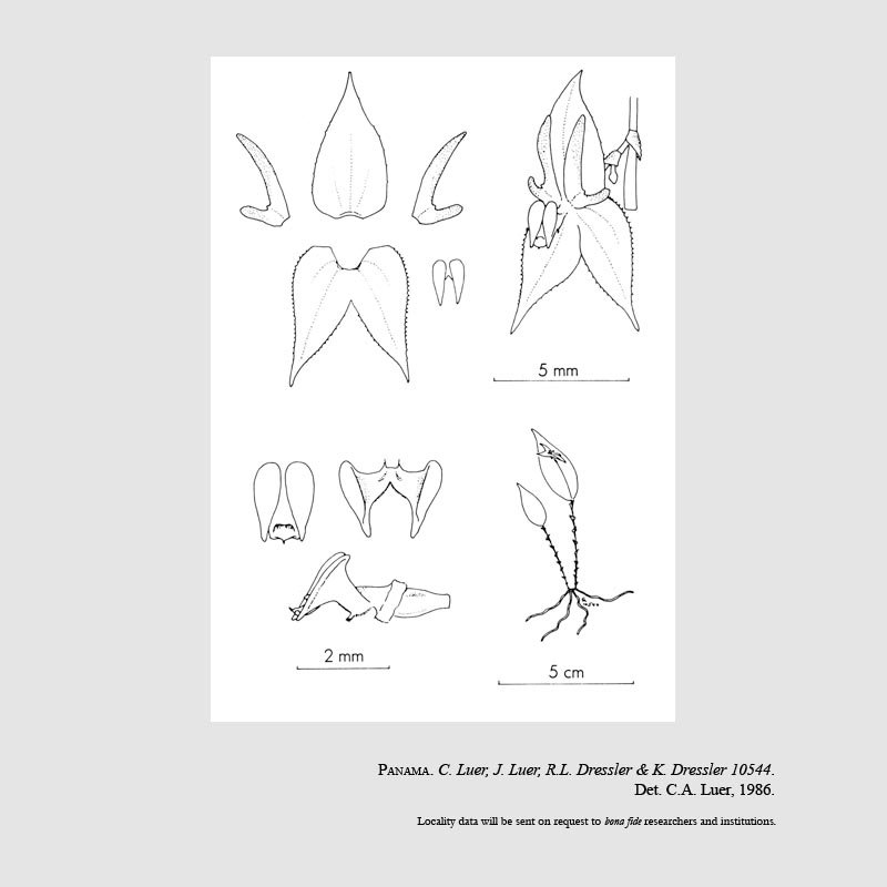 Lepanthes antilocapra