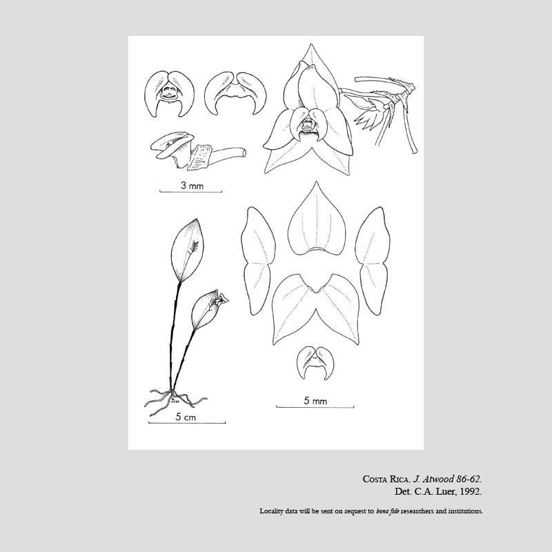 Lepanthes atwoodii