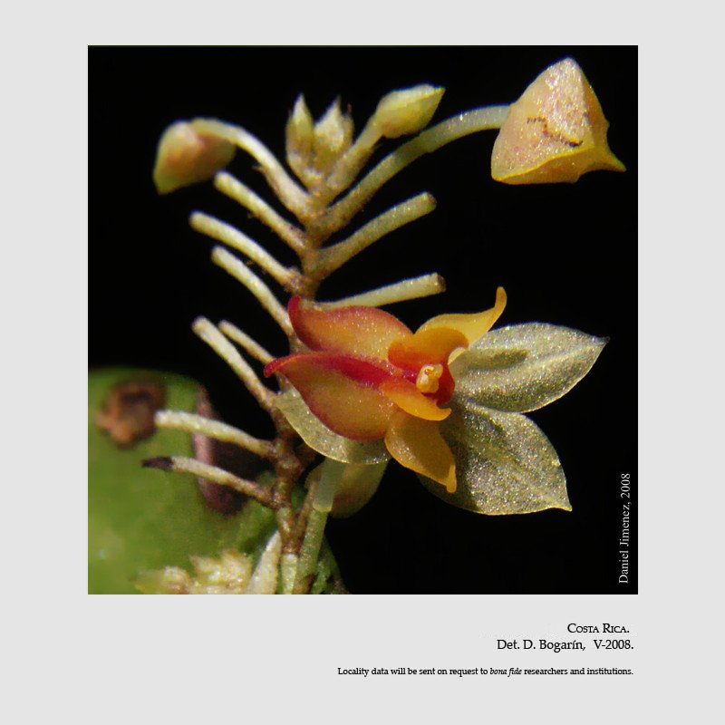 Lepanthes atwoodii