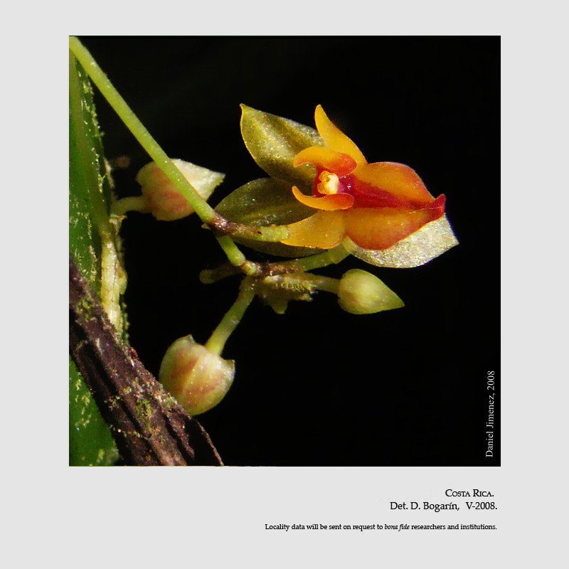 Lepanthes atwoodii