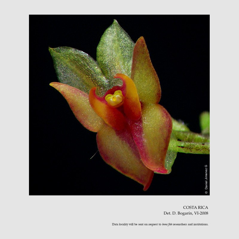 Lepanthes atwoodii