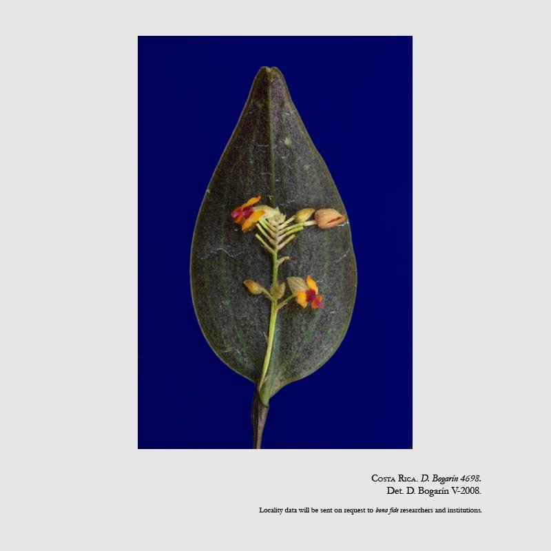 Lepanthes blephariglossa