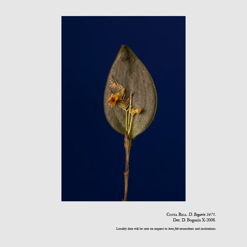 Lepanthes blephariglossa 