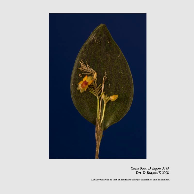 Lepanthes blephariglossa 