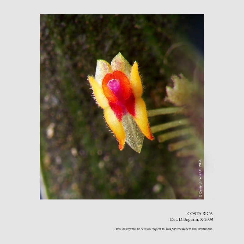 Lepanthes blephariglossa