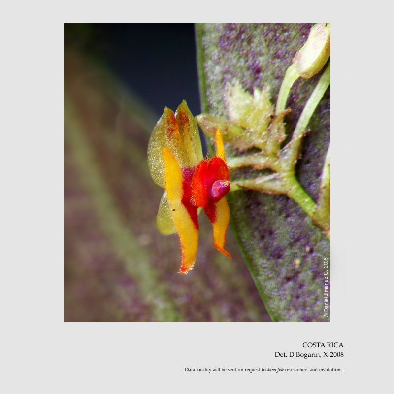 Lepanthes blephariglossa 