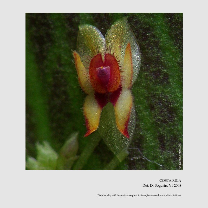 Lepanthes blephariglossa 