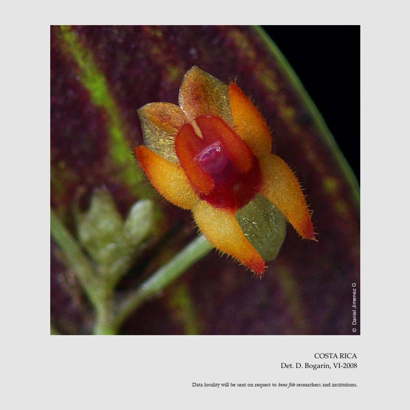 Lepanthes blephariglossa 