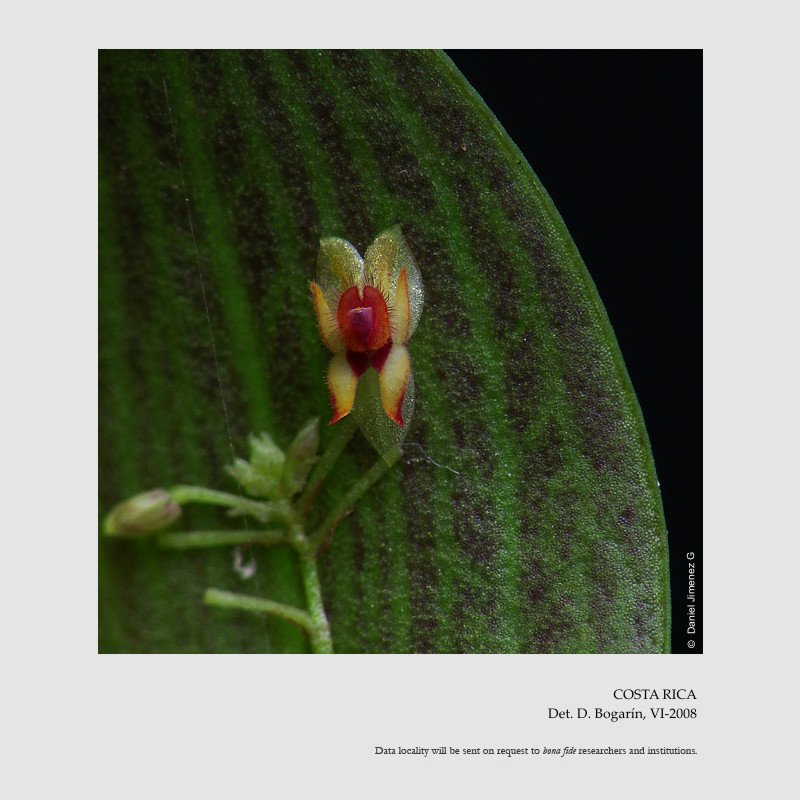 Lepanthes blephariglossa 