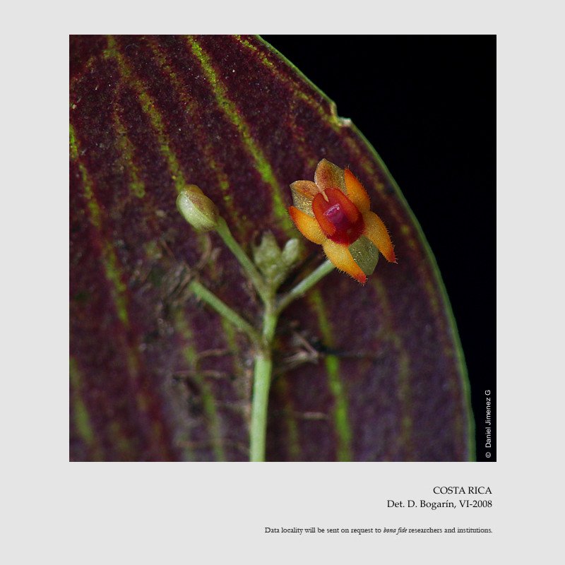 Lepanthes blephariglossa 