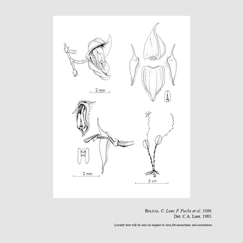 Lepanthes branchifera