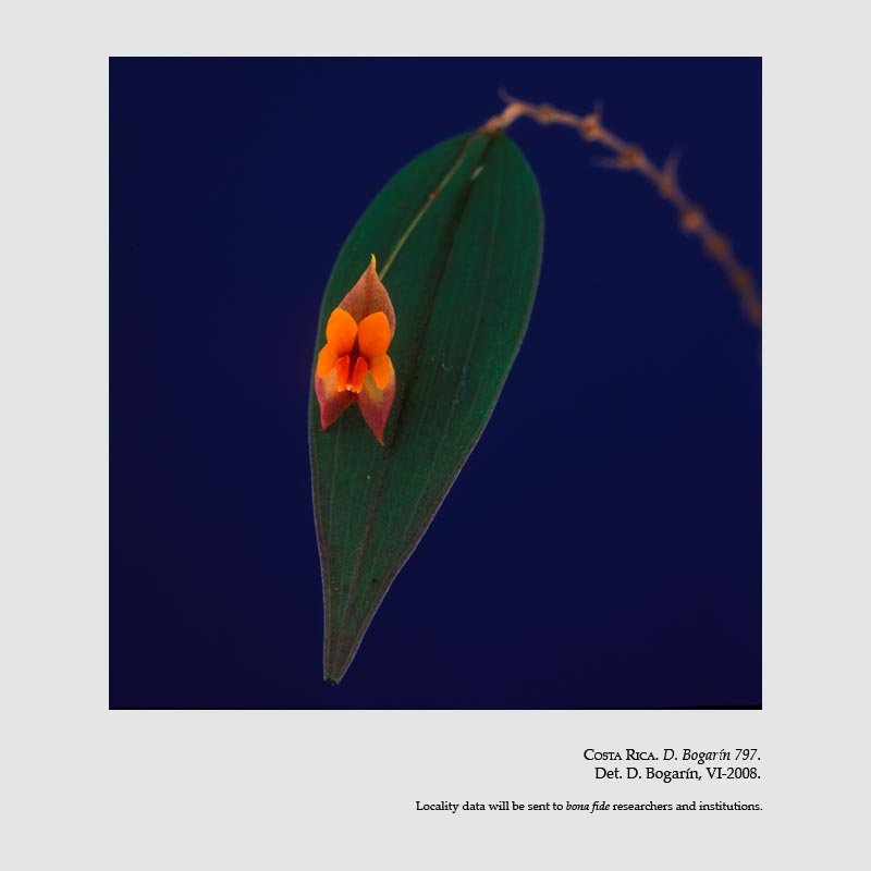 Lepanthes cascajalensis