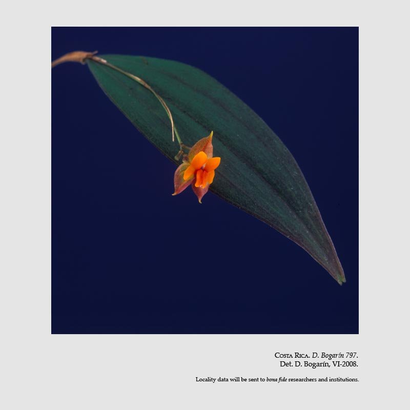 Lepanthes cascajalensis