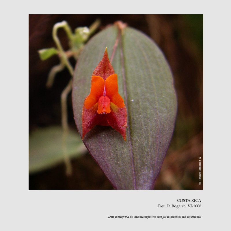 Lepanthes cascajalensis