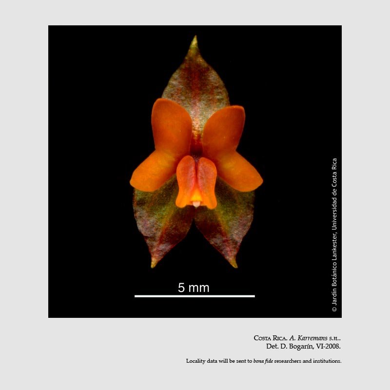 Lepanthes cascajalensis