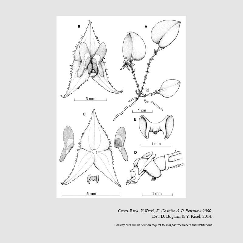 Lepanthes castilloae