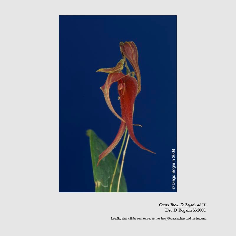 Lepanthes chameleon