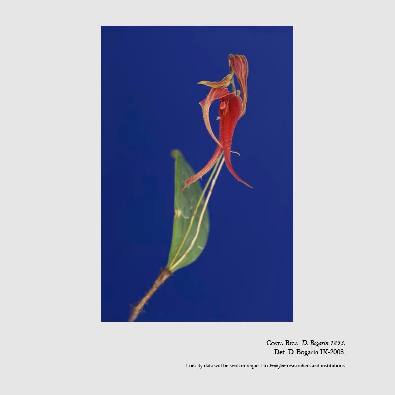 Lepanthes chameleon