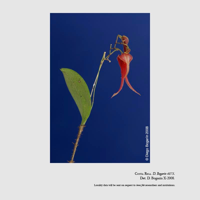 Lepanthes chameleon
