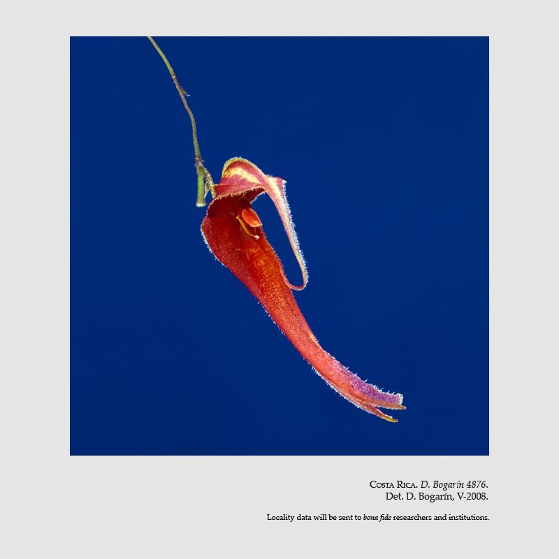 Lepanthes chameleon