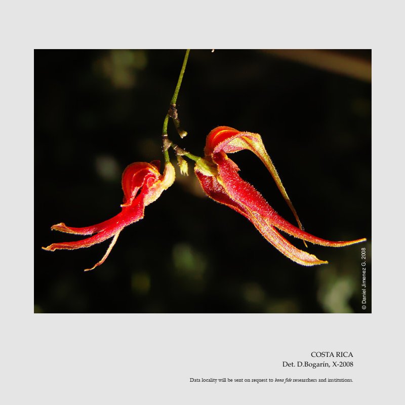Lepanthes chameleon