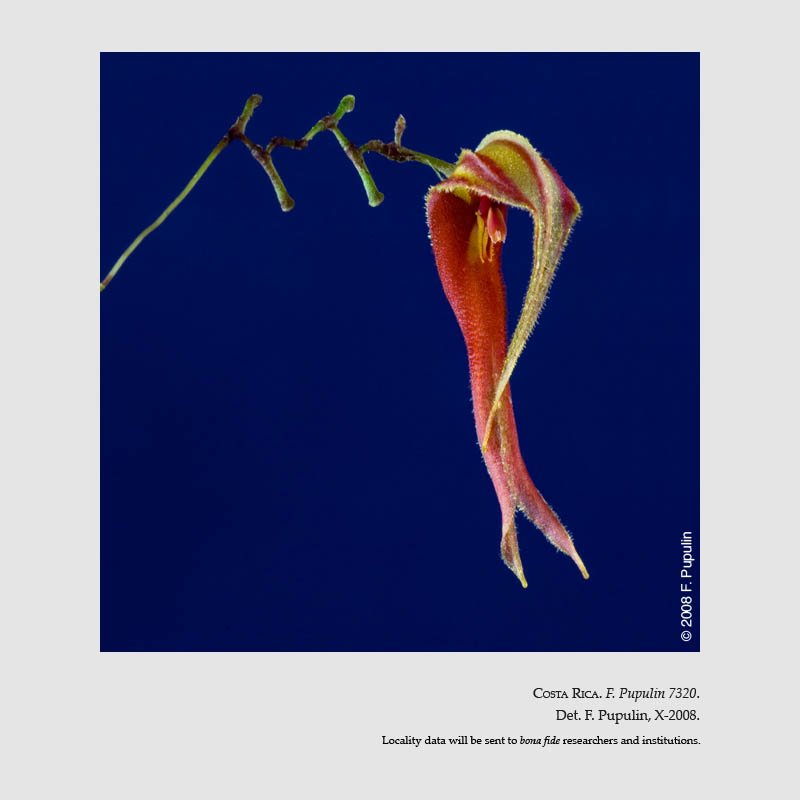 Lepanthes chameleon