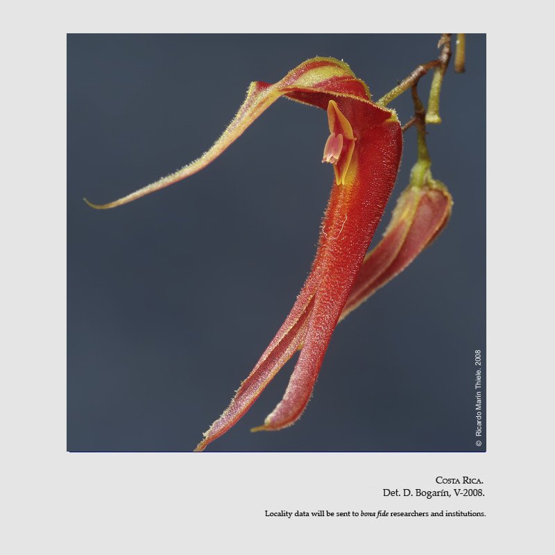 Lepanthes chameleon