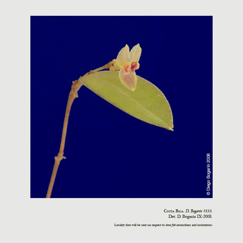 Lepanthes chiriquensis