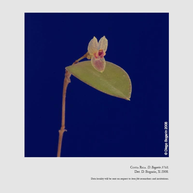 Lepanthes chiriquensis