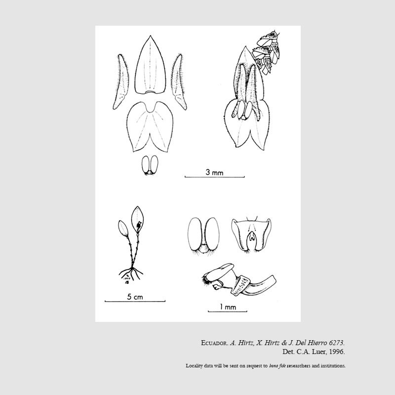Lepanthes ciliicampa