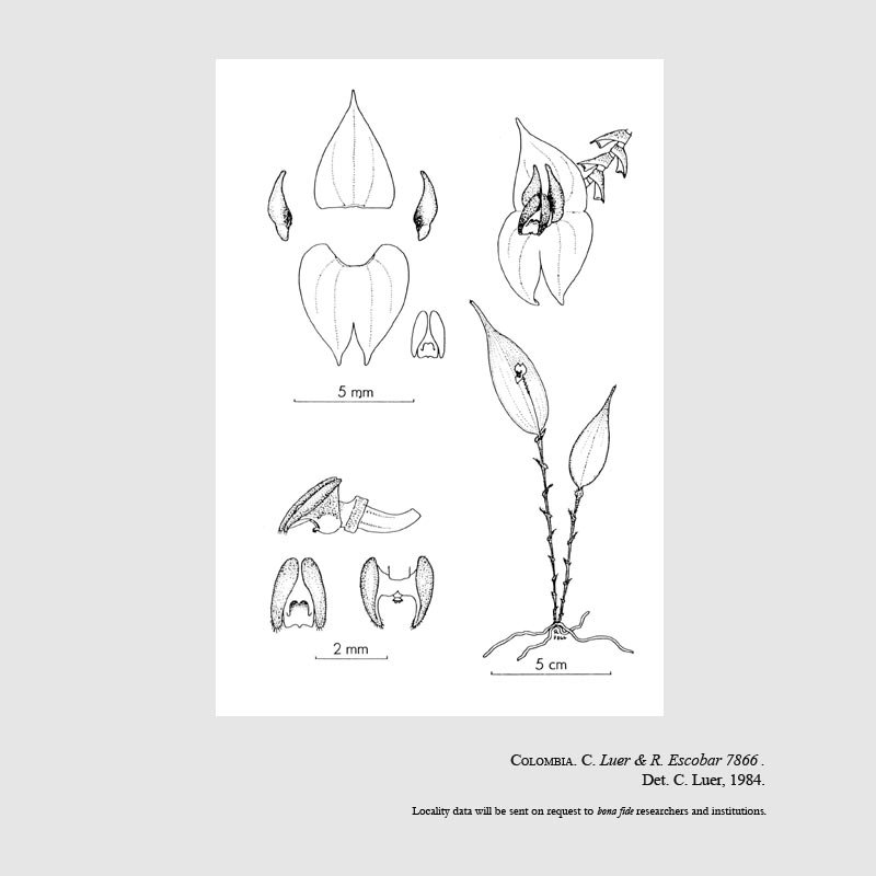 Lepanthes cocculifera