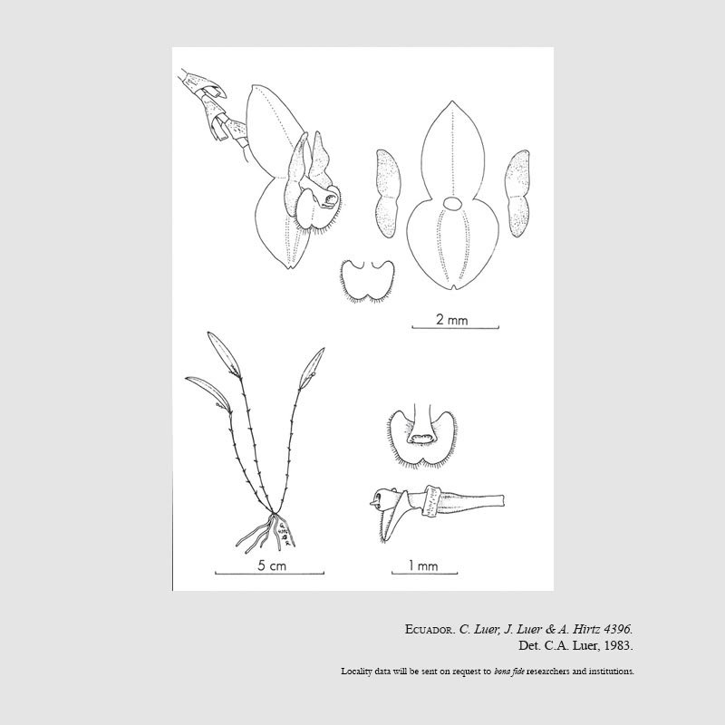 Lepanthes columbar